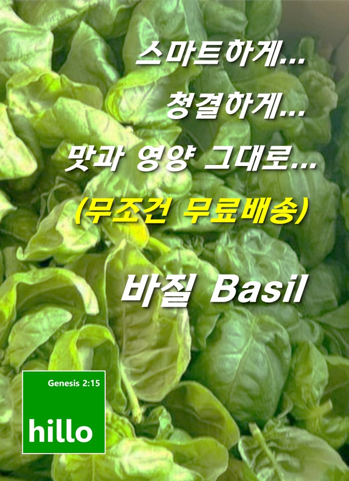 무농약 바질 500g