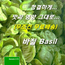 무농약 바질 500g