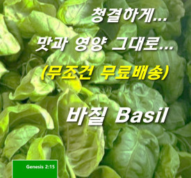 무농약 바질 500g