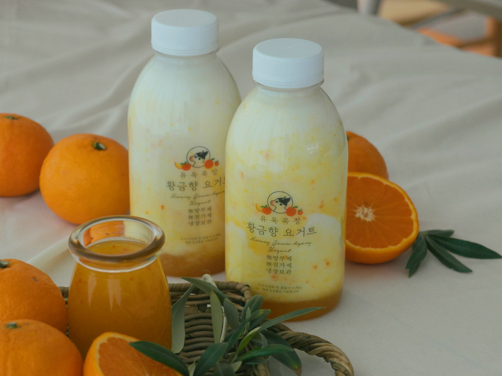 유옥목장 황금향요거트 500ml
