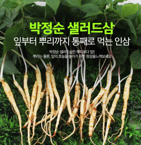평택농부 새싹삼 50뿌리 당일수확