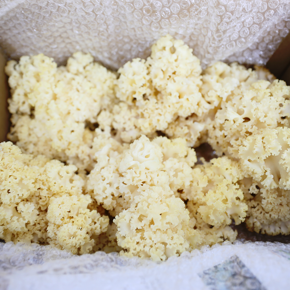 제일 꽃송이버섯 생 100g/500g/1kg